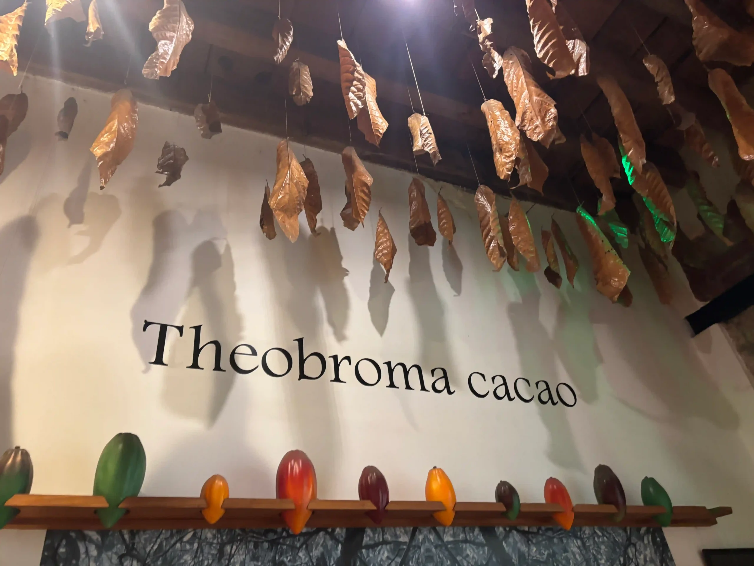 theobroma cacao
